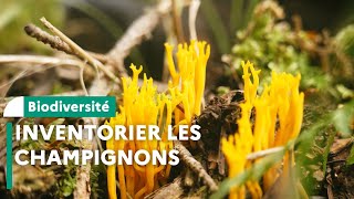 Inventaire de champignons en réserve biologique intégrale dans le Cantal [upl. by Akerahs]