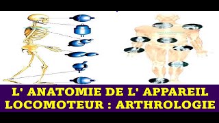 L ANATOMIE DE L APPAREIL LOCOMOTEUR  quotquot ARTHROLOGIE quotquot [upl. by Carlo629]