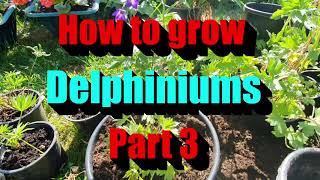 How to prune your delphiniums to get double the flowers every time part 3 [upl. by Oriane512]