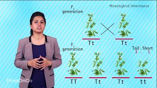 Mendels experiment  Monohybrid Cross  Law of Segregation [upl. by Gauldin]