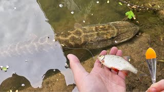 Pêche au Vif au Bouchon  Attaque à Vue Brochet et Sandre  4K [upl. by Yajiv851]