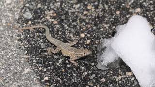 Common sideblotched lizard [upl. by Josee]