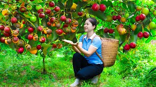 Harvesting mangosteen amp Goes To Market Sell  Gardening And Cooking  Lý Tiểu Vân [upl. by Sheply392]