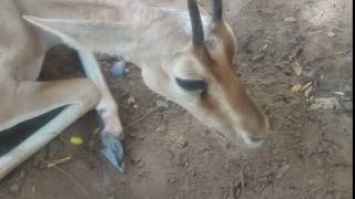 JODHPUR chinkara blackbuck injured animal rescue center [upl. by Vaclav]