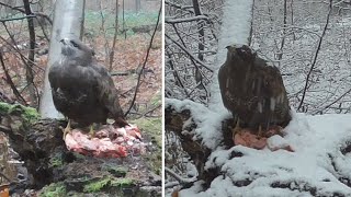 Buzzard protect food from Goshawk [upl. by Pagas871]