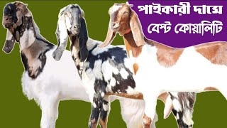 🇧🇩✅🐐পাইকারী দামে খামার উপযোগী সুপারহিট ছাগল কিনুন শাহাদত ভাই এর বানিজ্যিক খামার থেকে  🇧🇩✅🐐 [upl. by Ardnod]