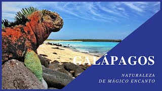 Galápagos  Naturaleza de Mágico Encanto  sudamerica ecuador galapagosisland [upl. by Acie]