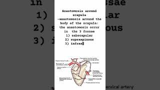 Anastomosis around scapula  part 1 [upl. by Metts447]