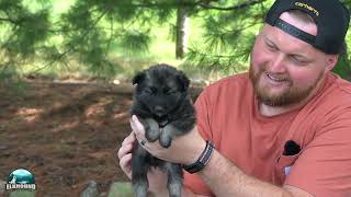 9 Puppies Update  Tonyas Litter of Norwegian Elkhounds [upl. by Erot]