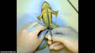 Frog Dissection [upl. by Bruns]