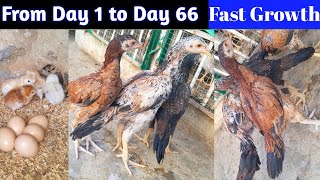 Aseel Chicks Growth  66 Days Old Chicks [upl. by Hguh]