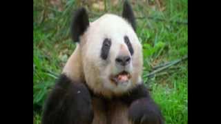 European Antibiotic Awareness Day  Sneezing Panda Web Spot [upl. by Hills]