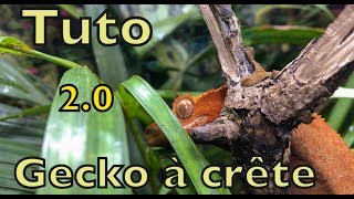 On aménage un terrarium planté pour notre nouveau gecko à crête [upl. by Clarinda626]