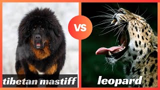 Tibetan Mastiff Vs Leopard 🐆  Fight Of Big Cat And Big Dog [upl. by Lukey]