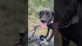 Fixing feeders with my favorite girl…🐾 [upl. by Onivag]