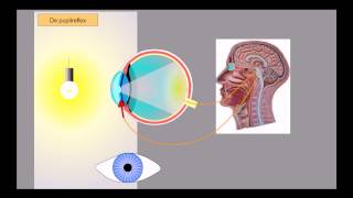 Oog  pupilreflex en accommoderen [upl. by Suzan]