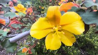 Fremontodendron californica [upl. by Anerol795]