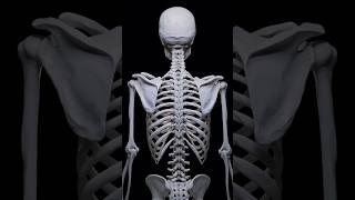 Biomechanics of the Shoulder Girdle Scapular Movements anatomy backposture backpainexercises [upl. by Root]