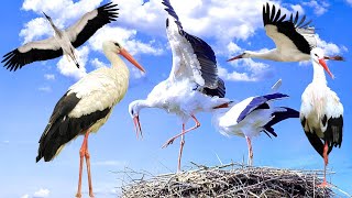 The simple life of a stork  Where do they live and what do they eat [upl. by Khoury]