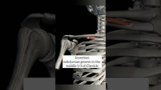 subclavius muscle with origin insertion Nerve supply actions pectoral regionanatomy 1styearmbbs [upl. by Wavell]