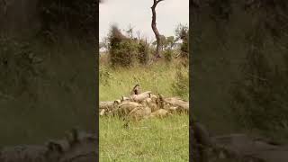 Watch as Vultures Suddenly Swarm a HalfEaten Carcass [upl. by Girard]