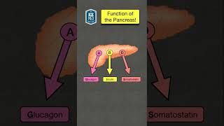 🔥 How to Remember the Function of the Pancreas Endocrine System Hormones [upl. by Enyaht470]