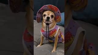 A chihuahua Sandi with Mexican clothes and a sombrero youtubeshorts funny fashion chihuahua [upl. by Bertelli249]