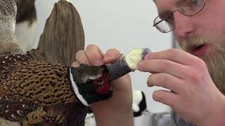 Flying Pheasant Complete Taxidermy Course step by step  11 Attaching the head amp setting eyes [upl. by Hartmann]