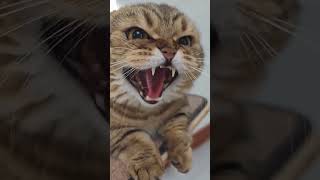 Cute animals funny videos funny [upl. by Canter]