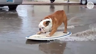 The Skateboarding Bulldog Goes For His Final Ride [upl. by Broeker13]