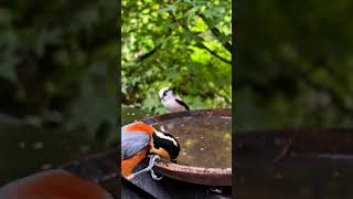 Bird bathing in summer waterbird nature waterbirds waterfowl [upl. by Ahsinat]