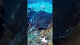 blotched fantail ray adventure ray underwateradventure exploreunderwater [upl. by Ahselyt481]