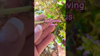 Seed Saving Series Coleus seedsaving coleus [upl. by Eissirk967]