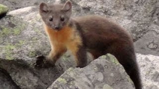 American Marten in Wyomings Cloud Peak Wilderness 1 of 2 [upl. by Jardena761]