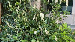 Clethra alnifolia  Summer Sweet Clethra [upl. by Netsruk]