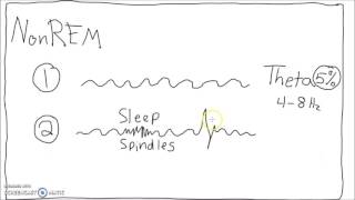 Neuroscience  Sleep Cycle EEG [upl. by Austina]