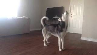 My Husky Sequoia Howling while Home Alone [upl. by Lacim]