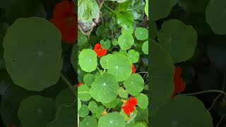 Nasturtium known as Texao in the Andes the place of origin Tropaeolum majus [upl. by Koval426]