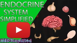 Human Endocrine System Made simple Endocrinology Overview [upl. by Nitsej]