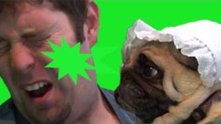 Pug Sneezes in Owners Face Repeatedly [upl. by Nylg]