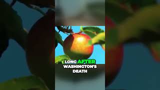 Unveiling George Washington The Truth Behind the Cherry Tree Story [upl. by Miyasawa]