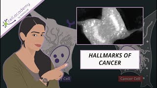 The hallmarks of cancer simply explained [upl. by Nitsirt]