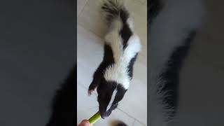 Skunk Surprise Whats in the Box skunkfacts ferret skunk babyskunk skunks skunked cute [upl. by Ebeohp]