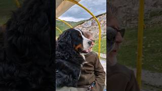 Bernese Mountain Dog on holidays meets some working dogs shorts [upl. by Porte]