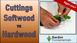 Softwood Cuttings vs Hardwood Cuttings ✂️🔪✂️ And When to Collect Them [upl. by Celestyn]