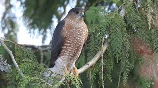 Sharpshinned Hawk [upl. by Ettenad]