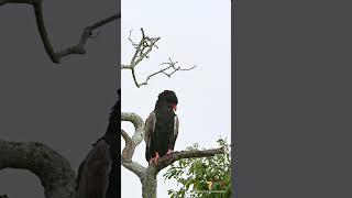 Bateleur eagle MaraTrails BateleurEagle PhotographyTips [upl. by Atteras]