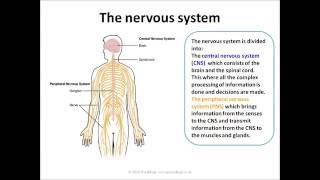 Biopsychology AQA A level [upl. by Obie772]