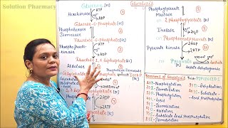 02 Glycolysis Part 01 Pathway  Glycolysis Steps amp Reactions  Carbohydrate Metabolism  Biochem [upl. by Lydon]