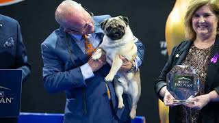 Vito the Pug Wins National Dog Show 2024 [upl. by Innus]